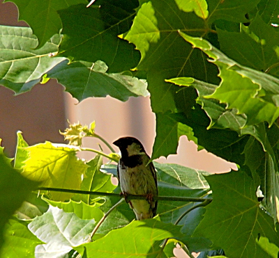 [Bird resting on a tree leaf branch. It's head, throat, and top of chest are dark colored while the rest of the underside is mostly white. Back side is dark. Has a conical beak.]